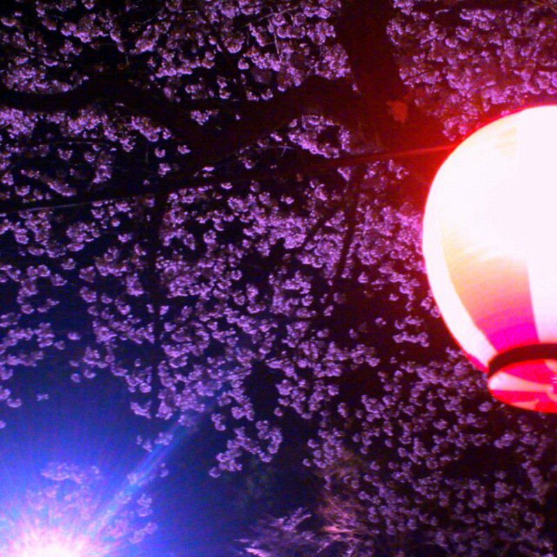 桜提灯