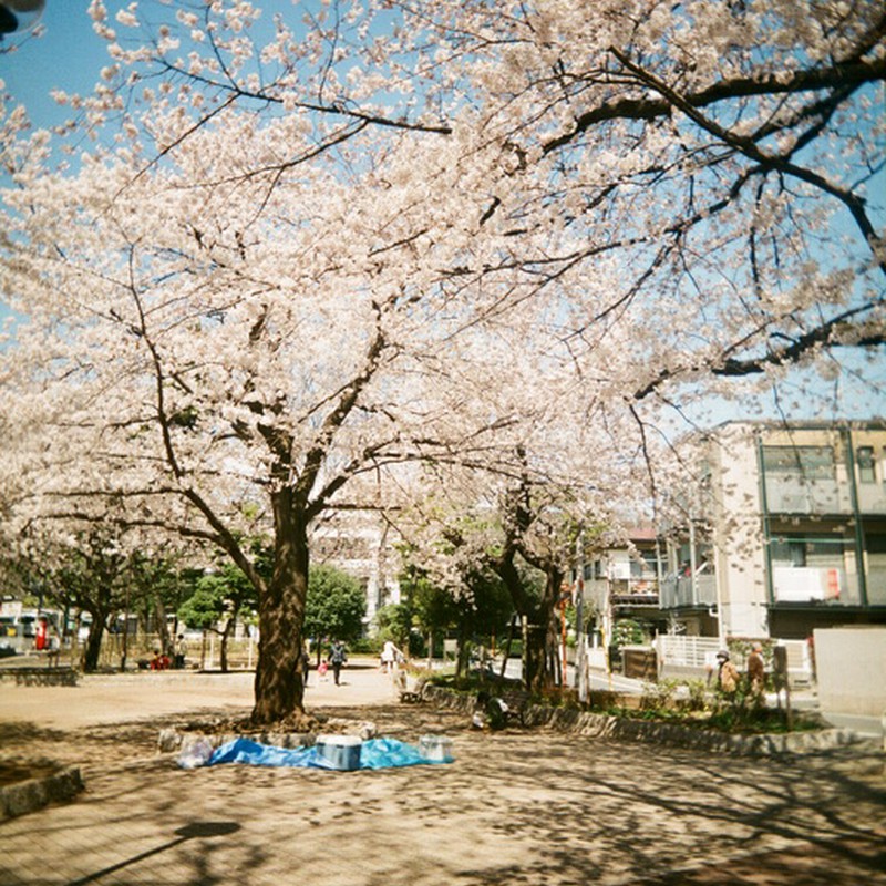 桜、陰