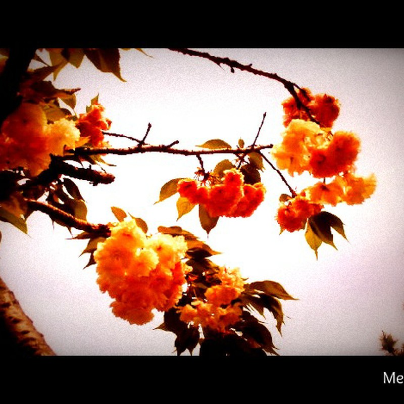 大手毬桜