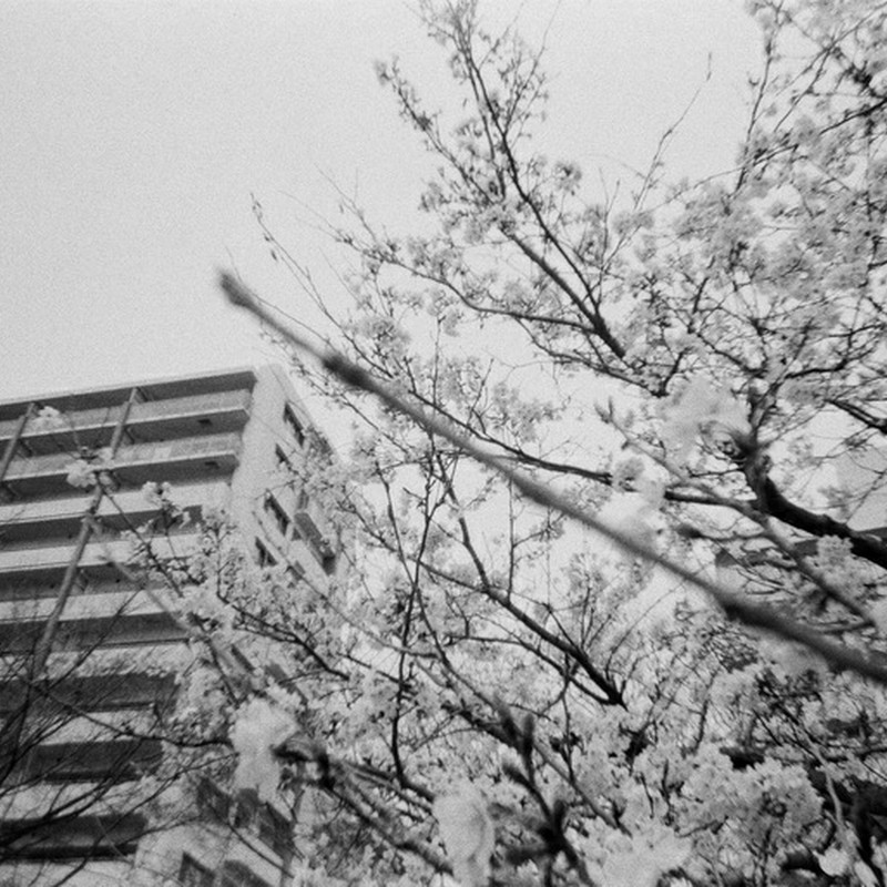 白黒×桜団地