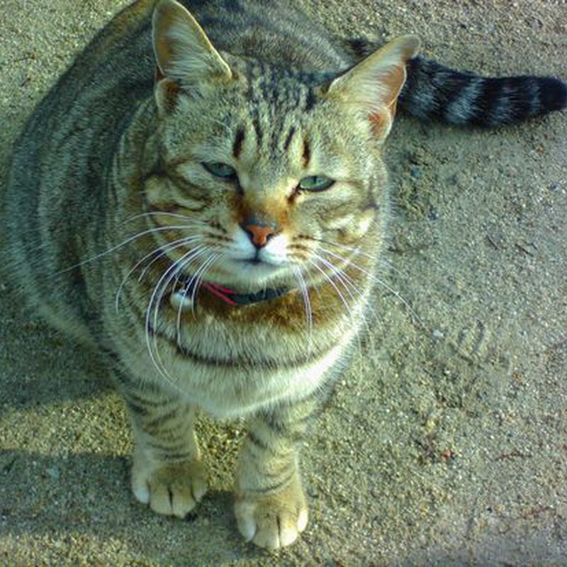 ん?なにかようかい?