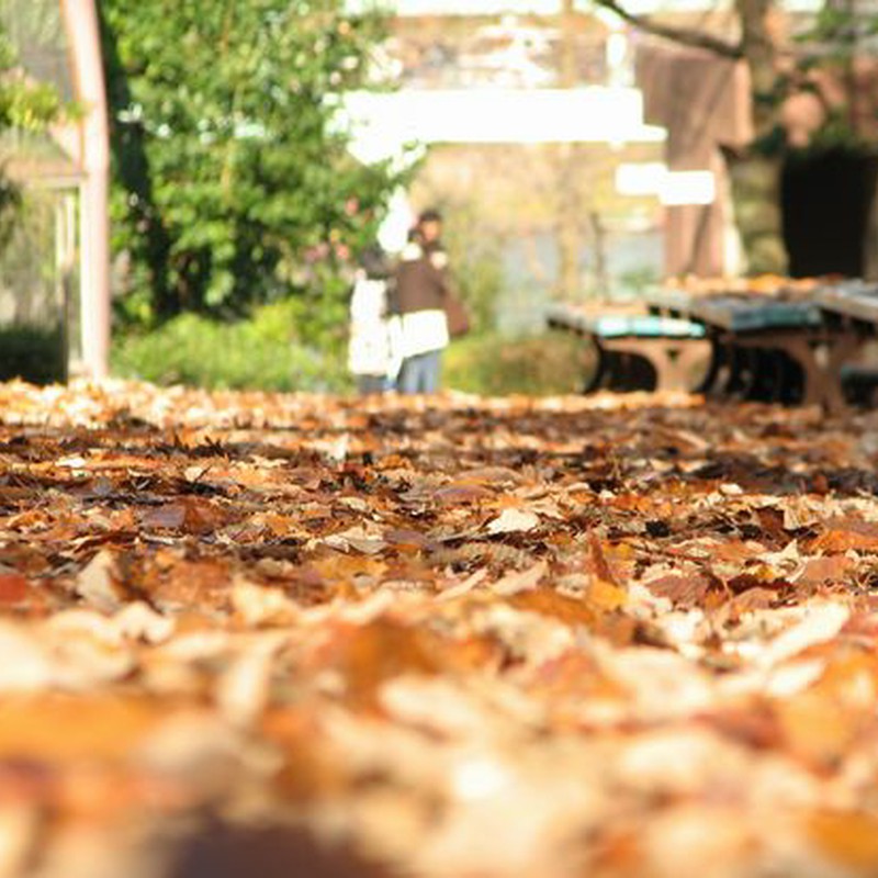 落ち葉と仲良し家族
