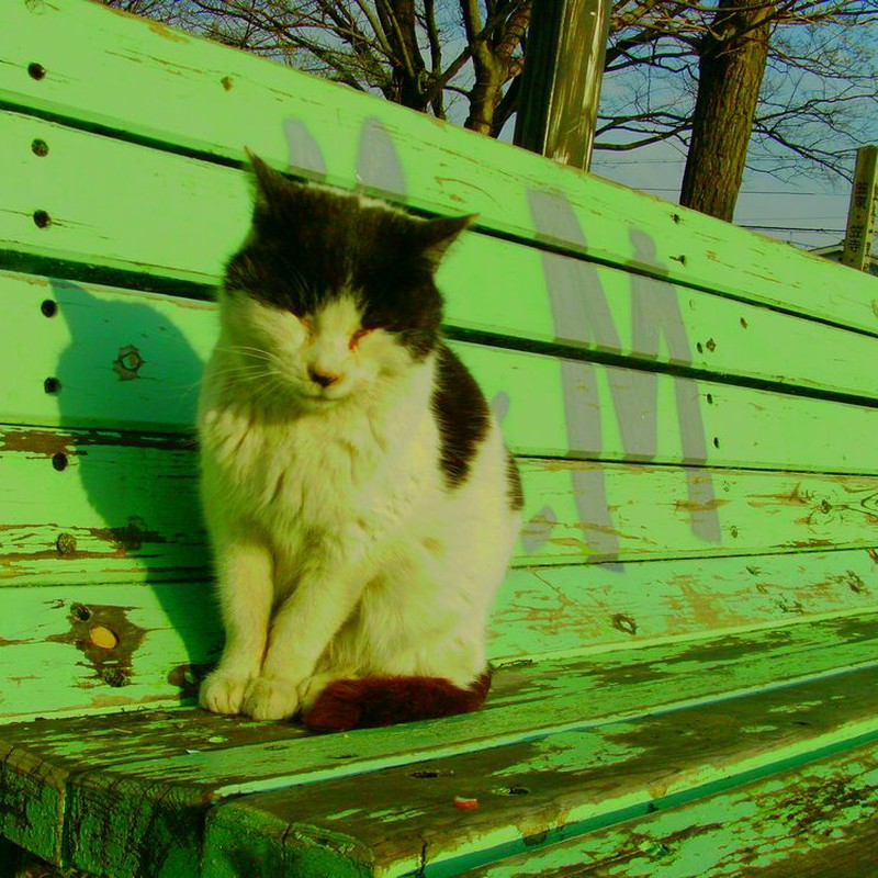 まぶしいでござる