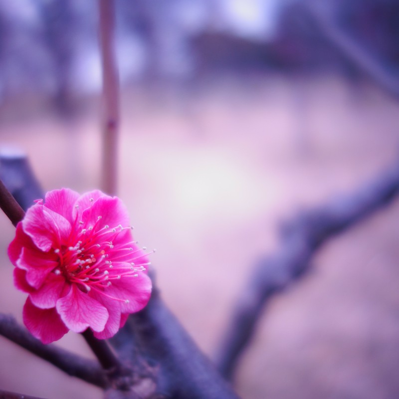 初春のワンマンショウ