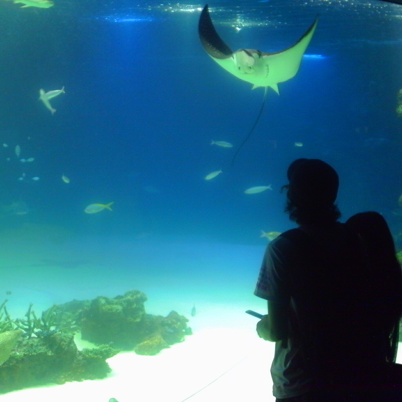 aquarium