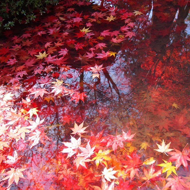 池に浮かぶ紅葉☆