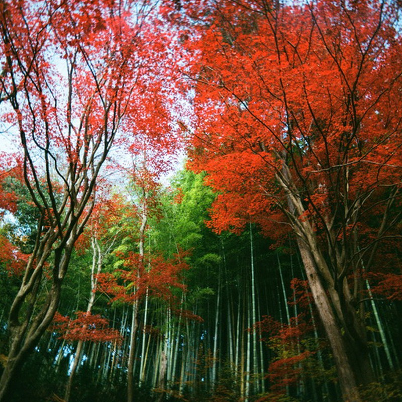 竹と紅葉のコラボ☆