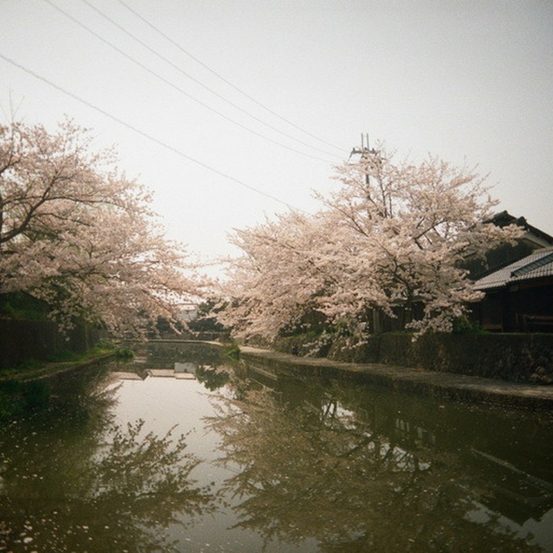 八幡堀の桜★