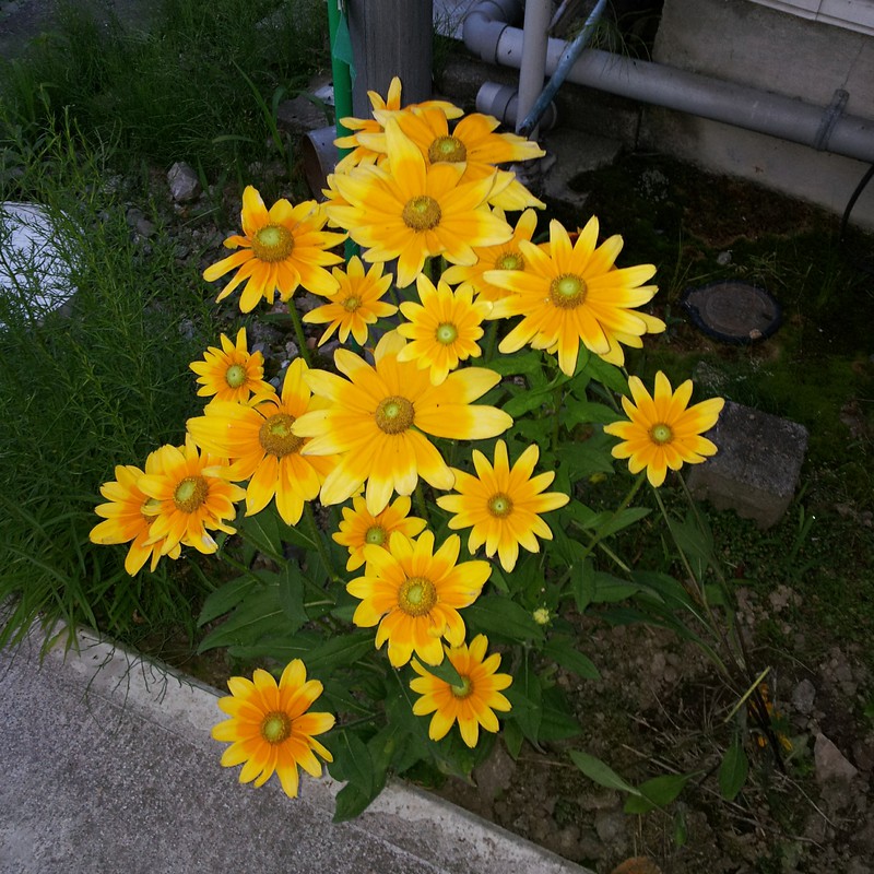 道端にさく・黄色の花