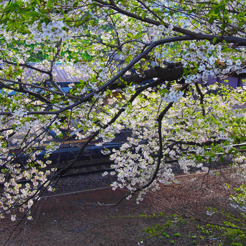 南小樽の桜