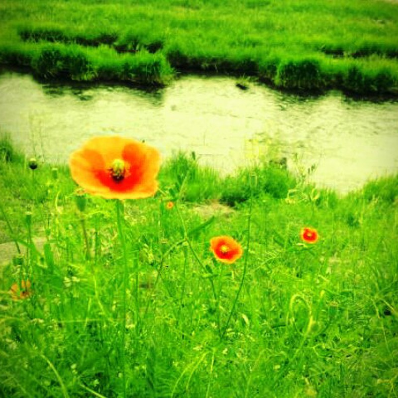 河原に咲く花