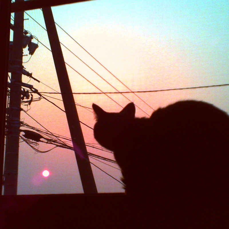太陽と猫