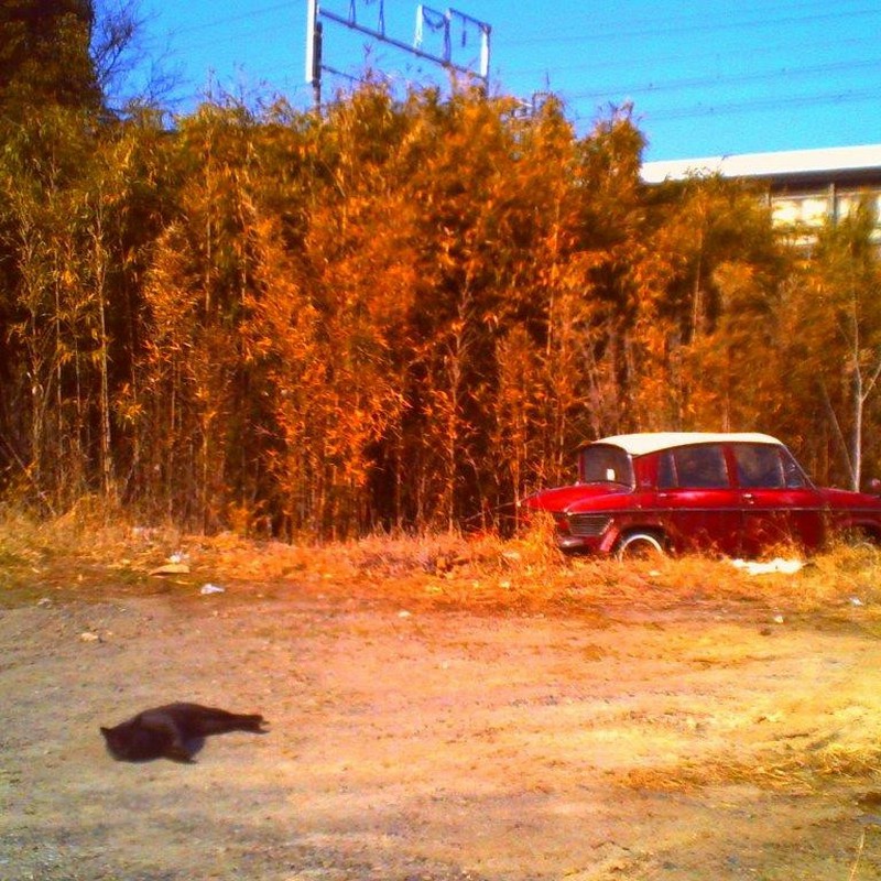 黒猫と動かない車。