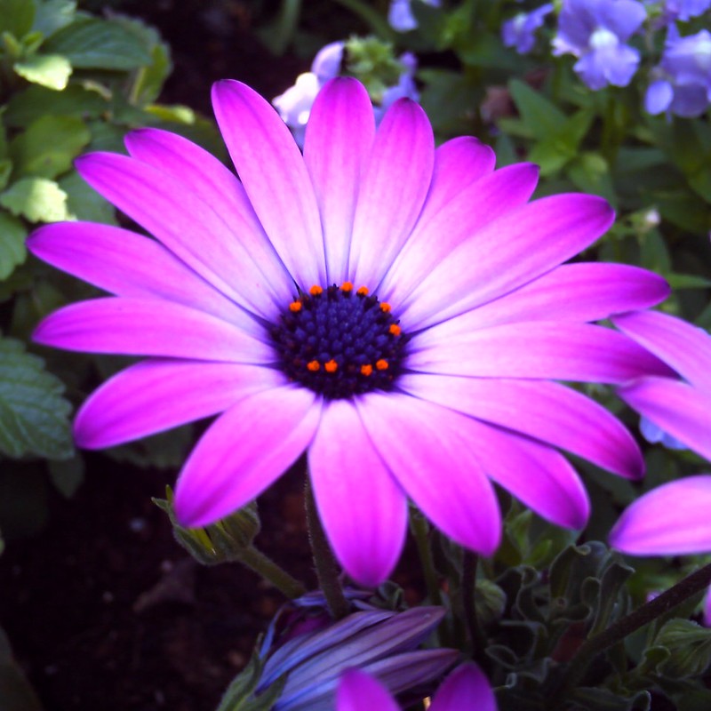 紫のお花