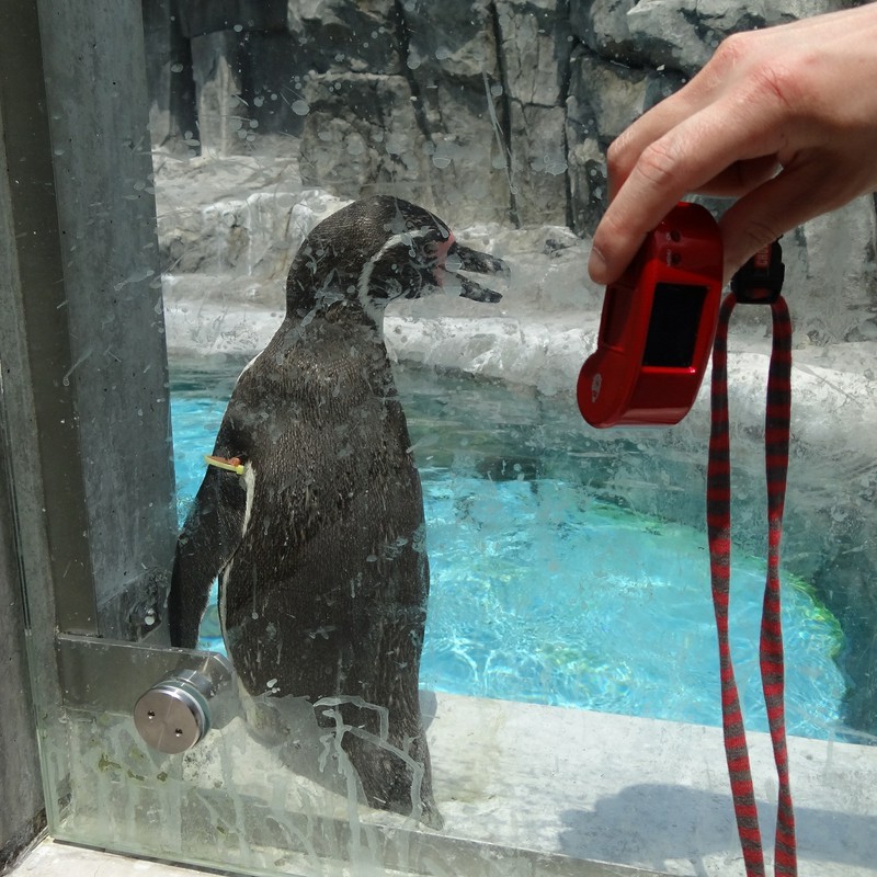 ペンギン　ＶＳ　ハリネズミ