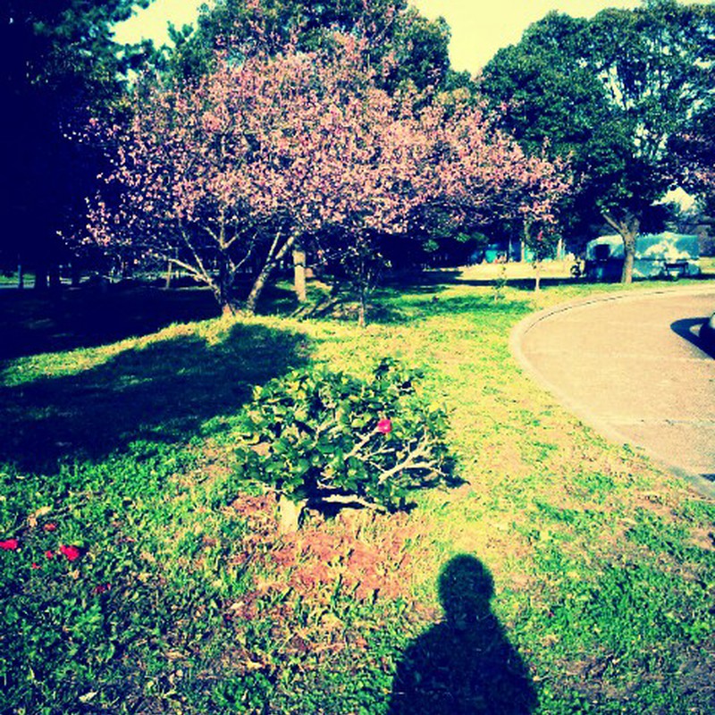 桜と影
