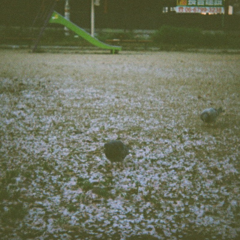 鳩と散った桜