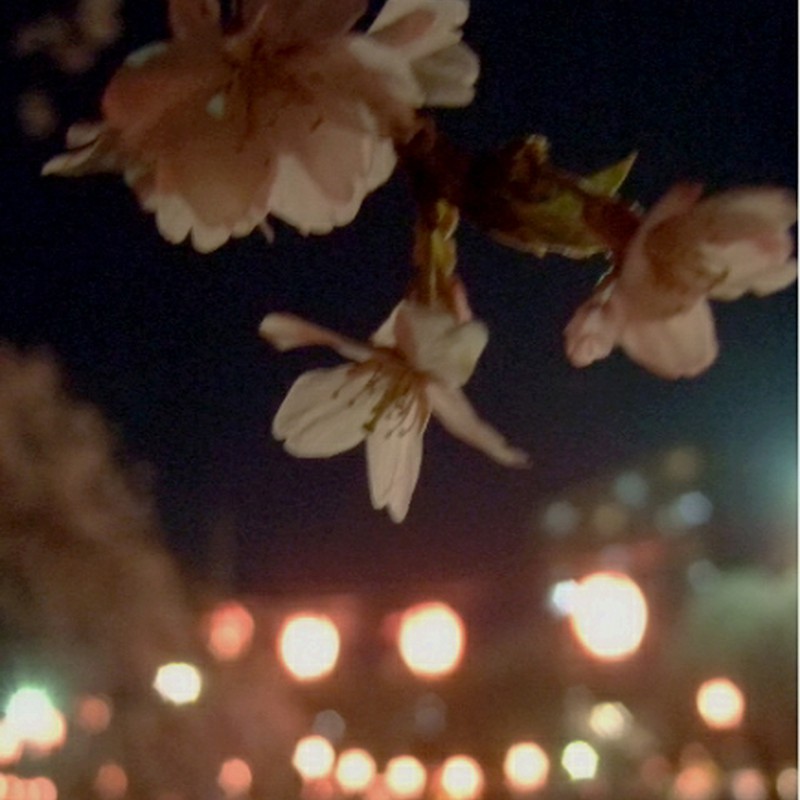 桜眠らぬ夜