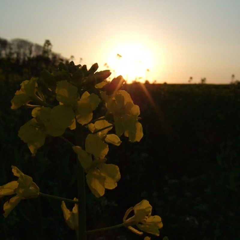 twilight of the field mustard