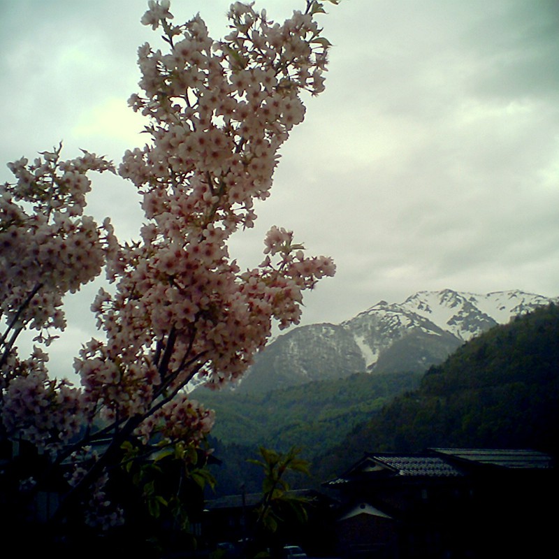桜と山