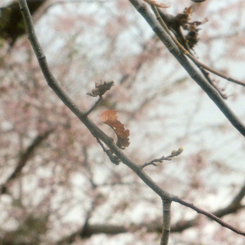 枯葉と桜