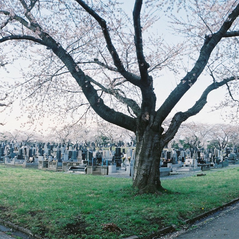 桜と墓石