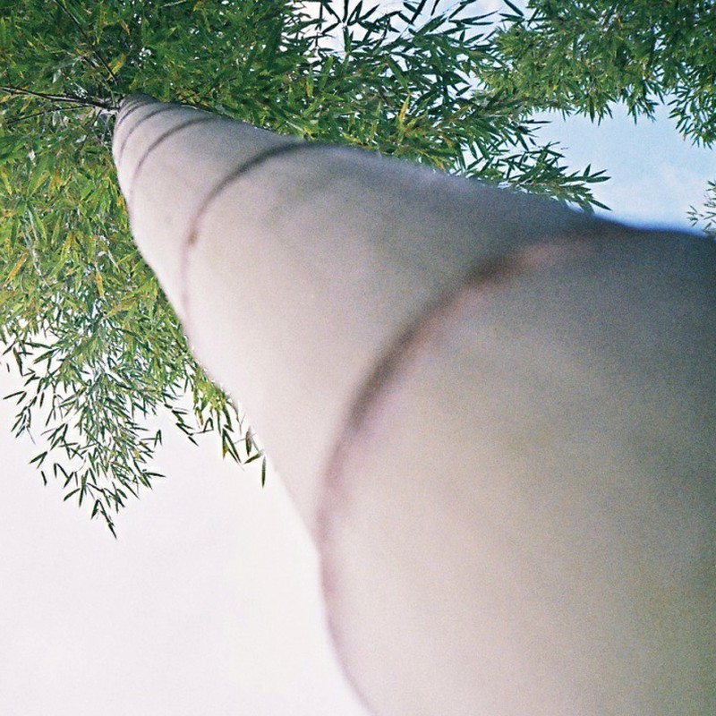 見上げる竹