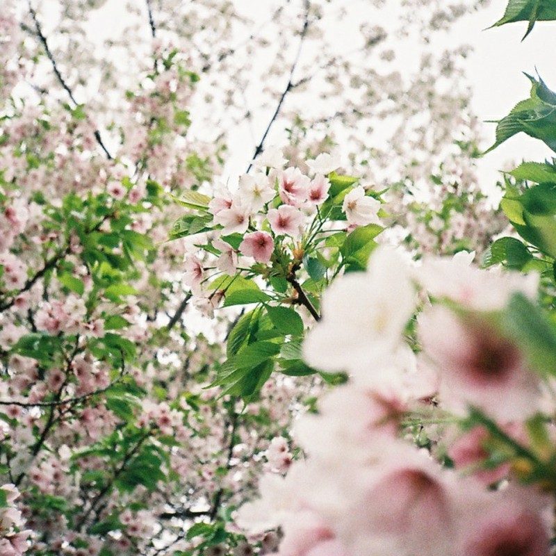 満開葉桜