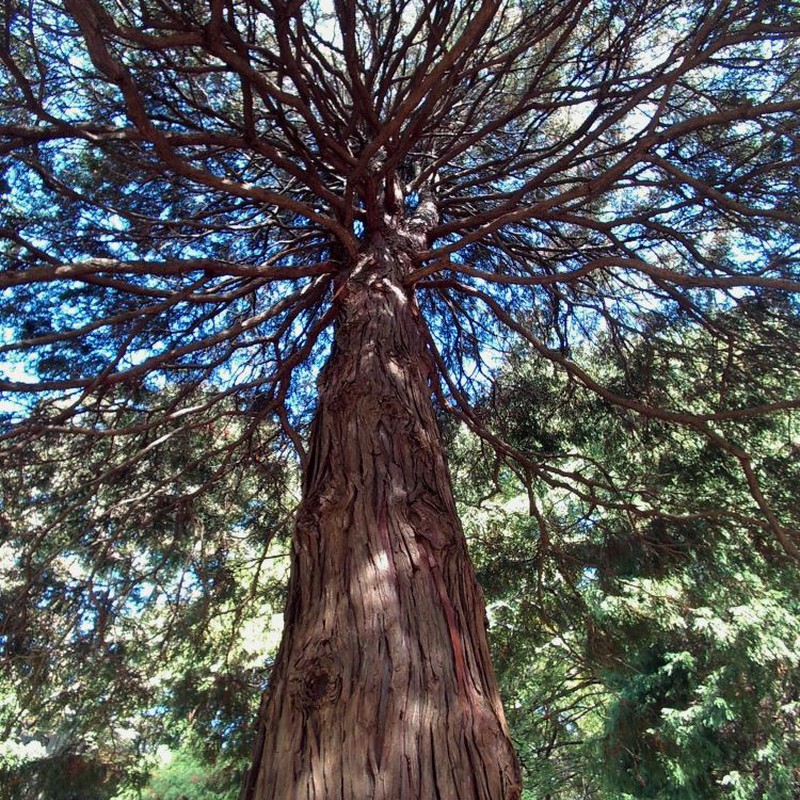 印象派の木