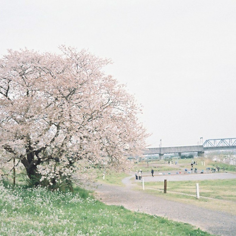 毎年見に行くいちばん好きな桜の樹です