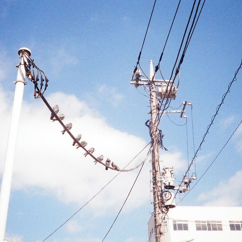 ハトの電線