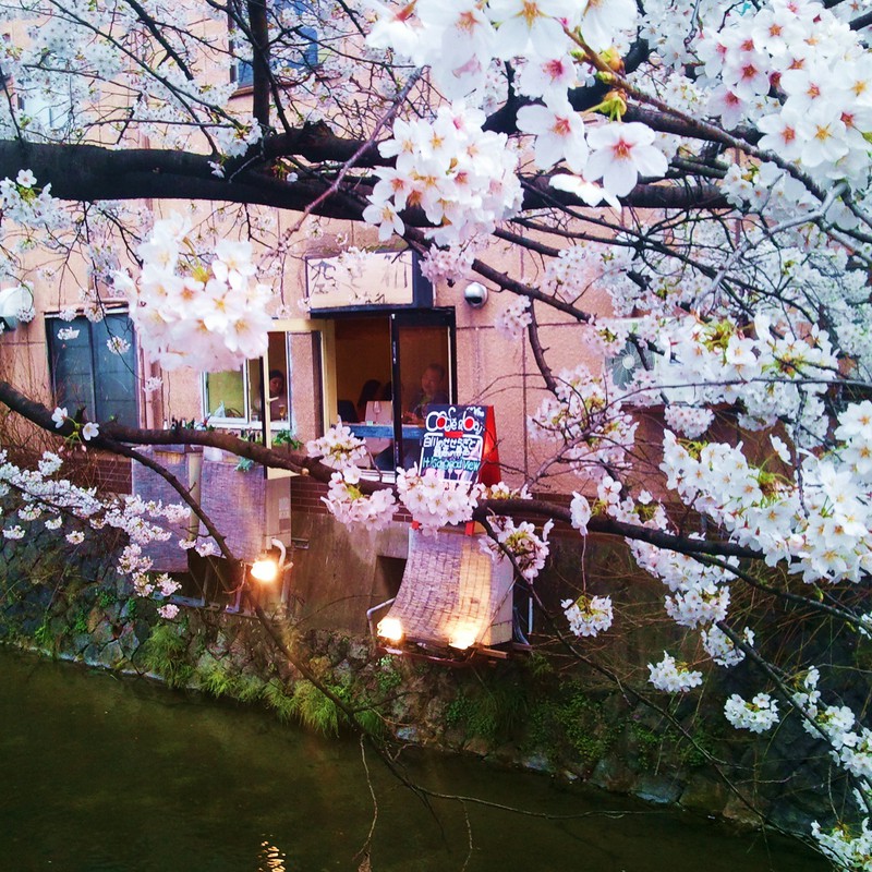 祇園白川のさくら