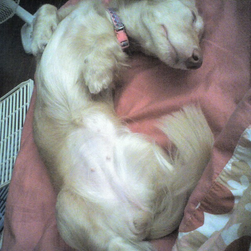 睡到翻掉的Cutey