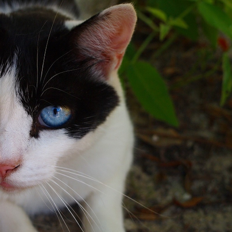 青い目のネコ