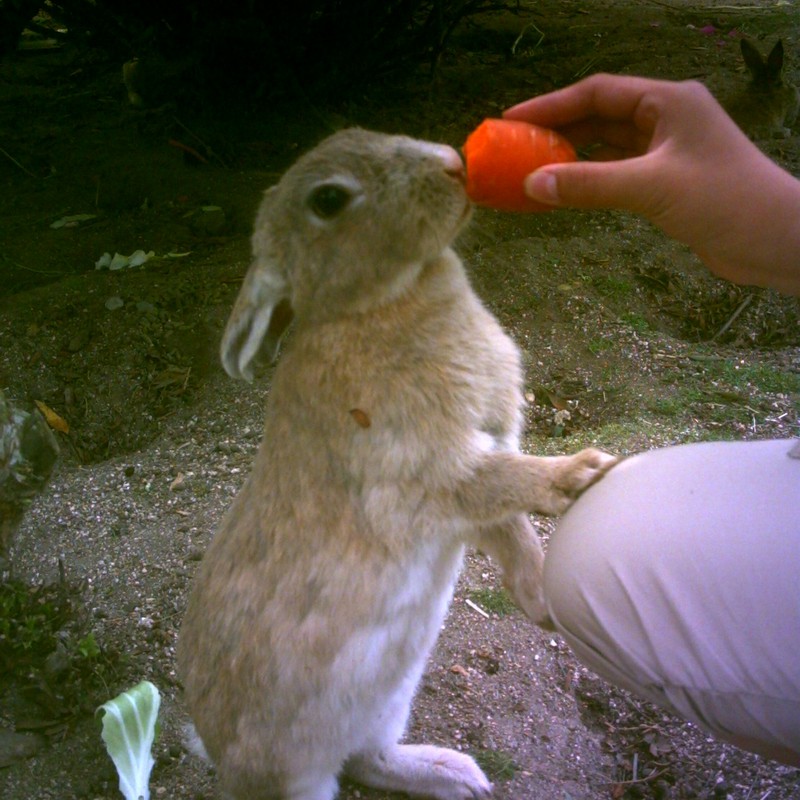 I ♡ carrot