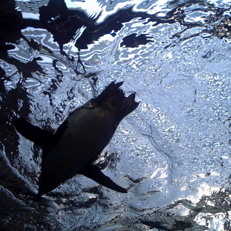 クールなミント