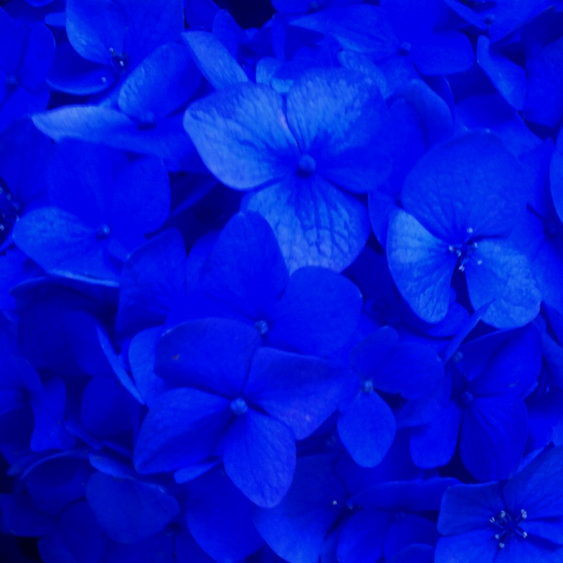 青すぎる紫陽花