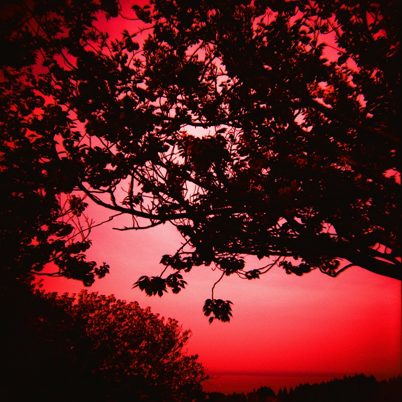 赤い桜