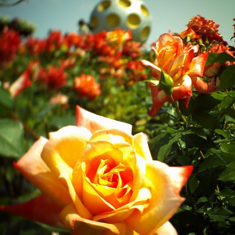 ローズフェスタ