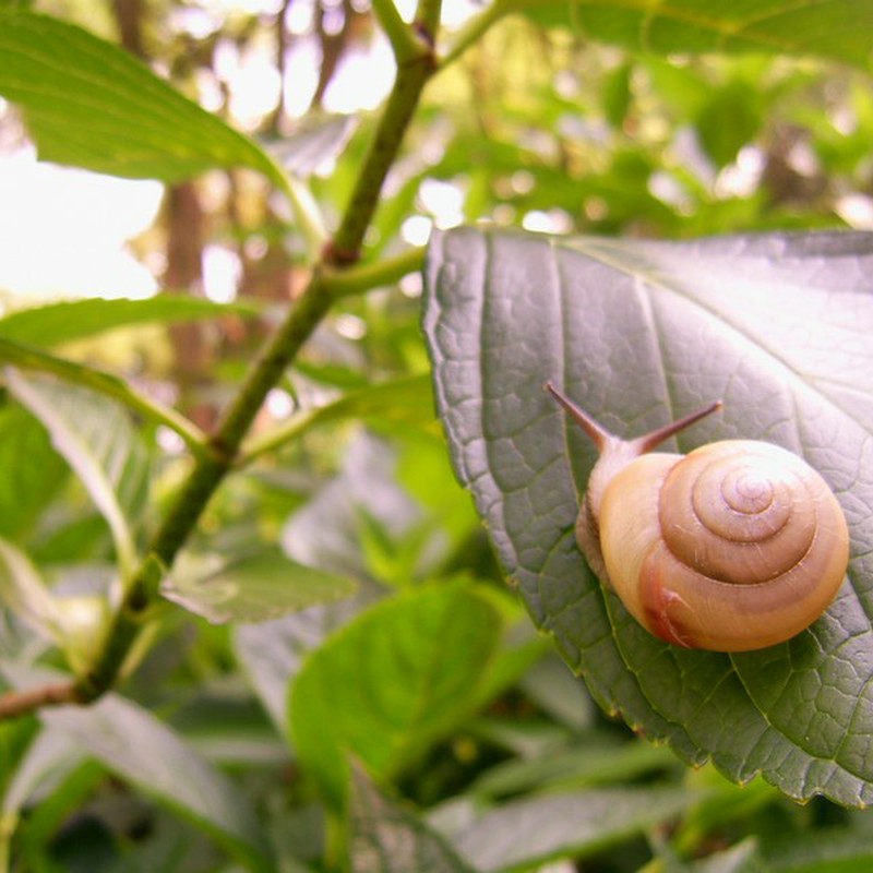 かたつむり【閲覧注意】