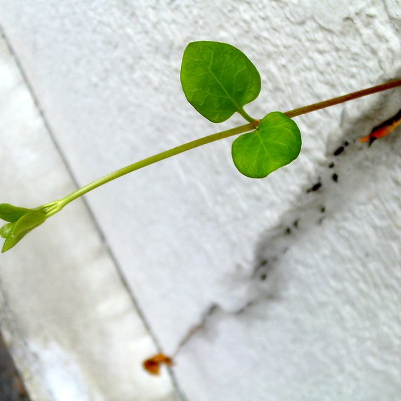 塀からにょっきり リターンズ!