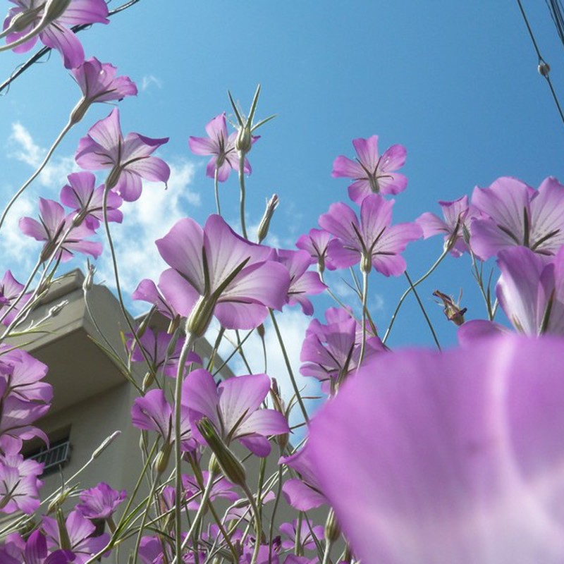 ちょ、、、、邪魔!