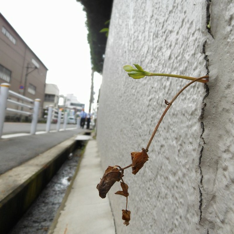 ネバーギブアップ!