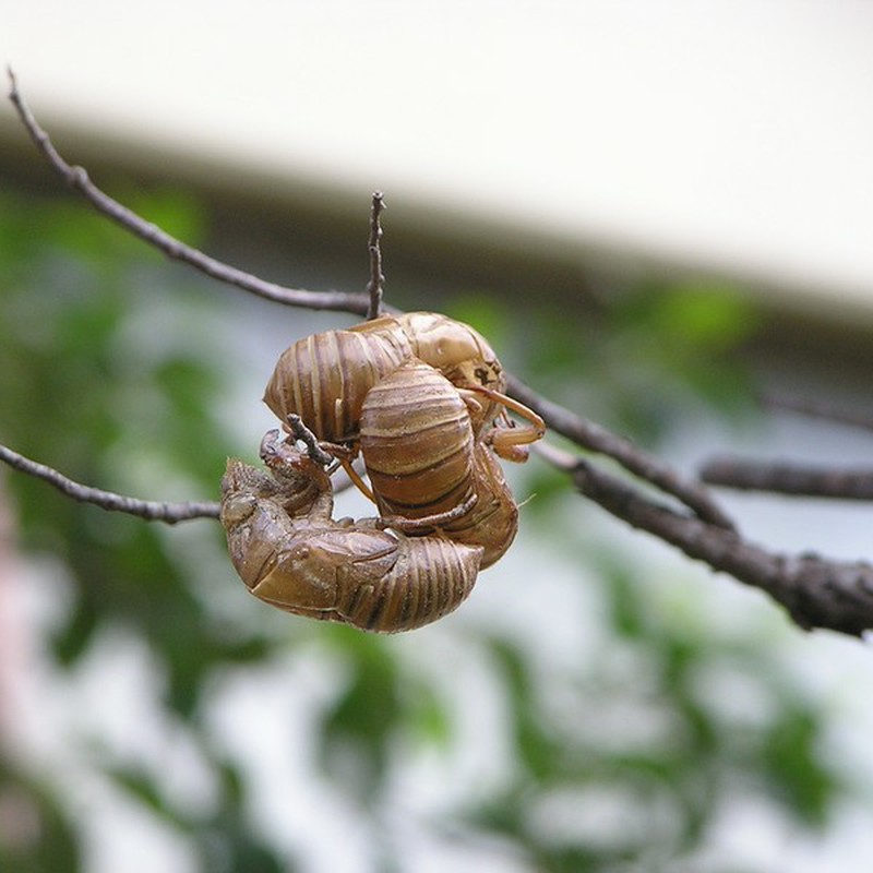 奴らの季節 【虫/閲覧注意】