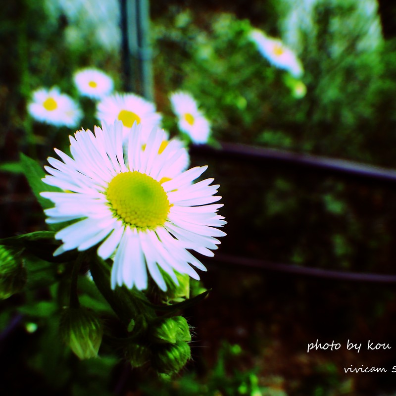 この色合いに形