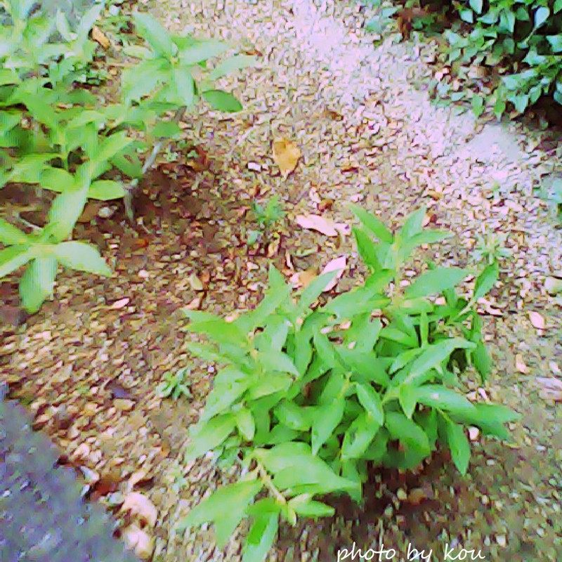 今日の「ながら」スナップ