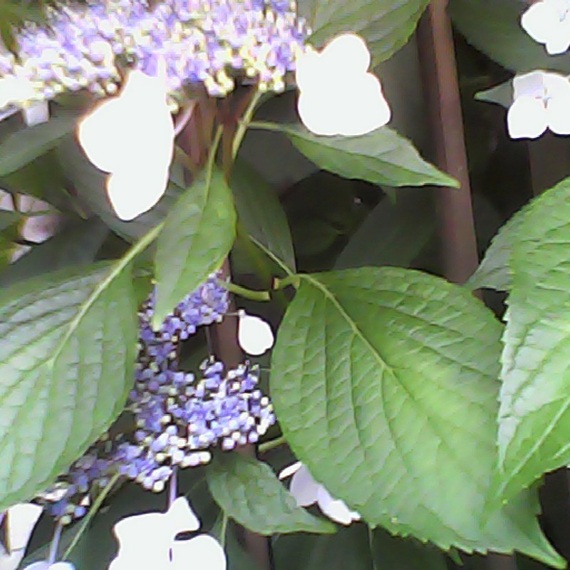 今日の「ながら」スナップは、ぼんやりと光る