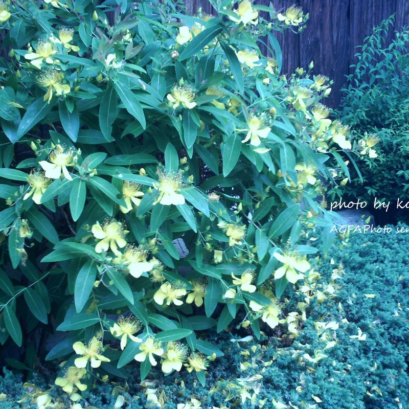 今日の「ながら」スナップ