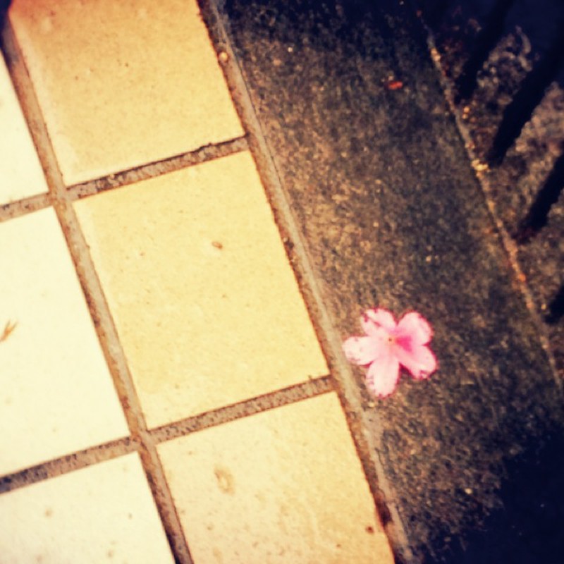 最後まで美しく