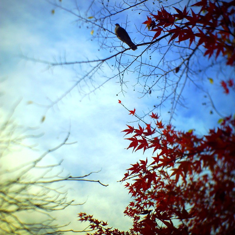 鳥の心と秋の空
